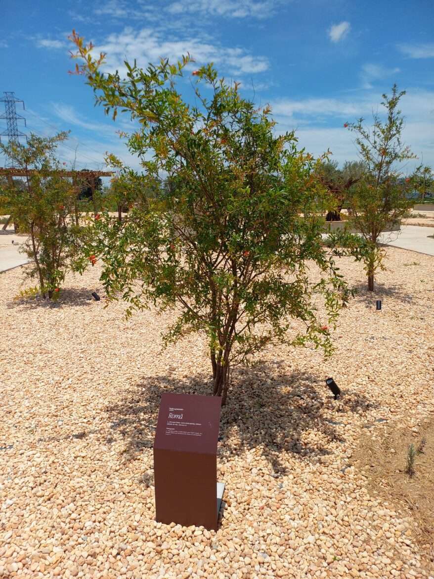 MAB - Museu de Arqueologia Bíblica - Jardim Bíblico