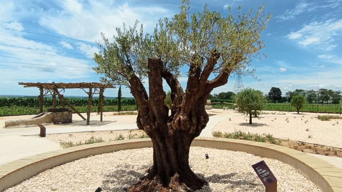 MAB - Museu de Arqueologia Bíblica - Jardim Bíblico